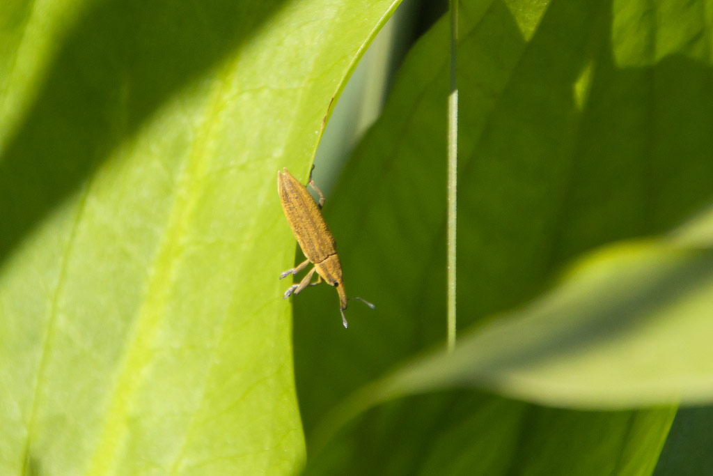 Lixus iridis